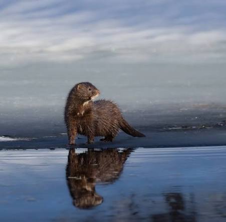 Mink
