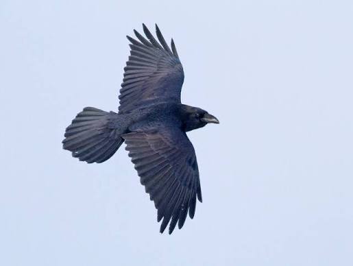 Ravn